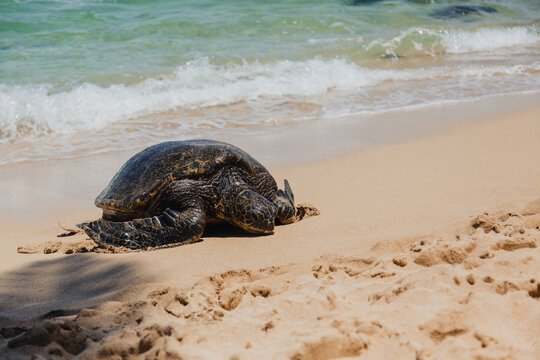 Sea turtle in Maui