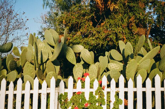 White Picket Fence and Prickly Pear Cactus