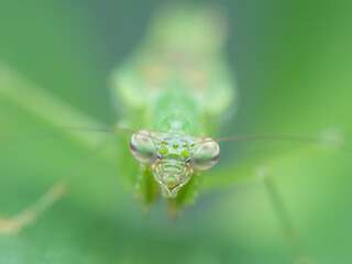 Ant mantis on the leaf