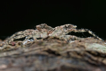 Tree jumping spider on the branch from side view