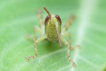 Grasshopper nymph on the leaf