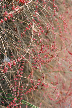Autumn Shrubs with Red Berries
