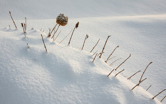 Snow-covered plants emerging from a winter landscape