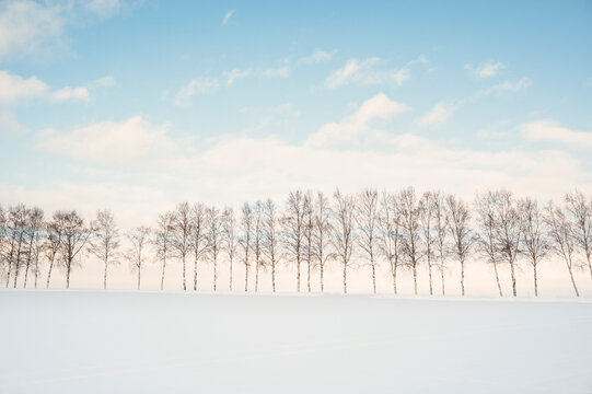Row of bare trees in a snow-covered landscape