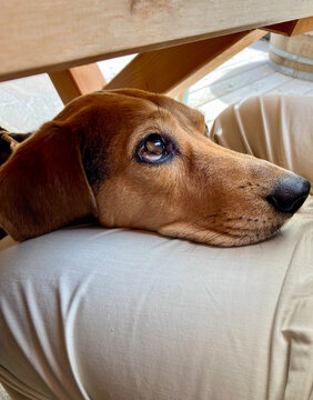 Dog's resting head on owner's lap from under table