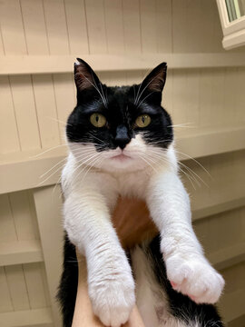 UGC shot of hand lifting a cat towards the ceiling