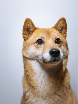 portrait of a shiba inu