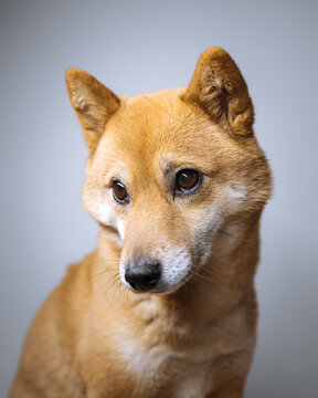 portrait of a shiba inu