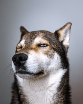 bored dog