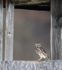 Little owl on a fence