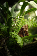 Spring-time wildlife