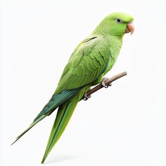 Elegant Green Parrot Perched on a Branch - A Study in Avian Beauty Against a Clean White Backdrop