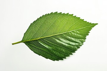 Obraz premium Detailed close up shot of a vibrant green leaf isolated