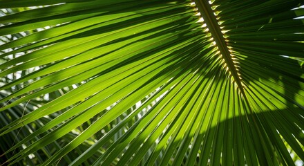 Fototapeta premium Radiant green palm leaves basking in sunlight evoking a serene tropical atmosphere representing nature's beauty amidst a vibrant natural backdrop