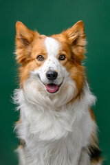 portrait border collie on colored background