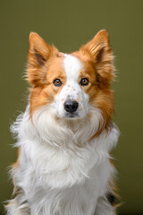 portrait border collie on colored background