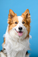 portrait border collie on colored background