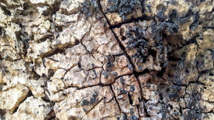 Textured termite nest on wood, erosion pattern, organic, close-up