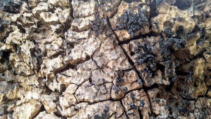 Termite colony structure on tree, natural abstract, organic, detailed