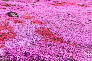 北海道滝上町、日本一の芝桜の群落が夢の世界へと誘う、芝ざくら滝上公園【5月】