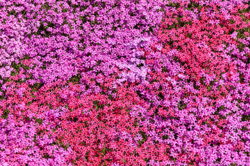 北海道滝上町、日本一の芝桜の群落が夢の世界へと誘う、芝ざくら滝上公園【5月】