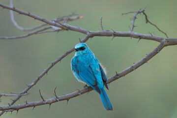 The Verditer Flycatcher is a striking blue songbird found in the Himalayas and Southeast Asia, often seen perched openly while catching insects mid-air with agility.