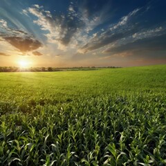 corn field at sunset
