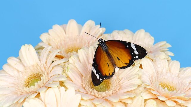 Close-up beautiful tiger monarch butterfly opening wings on pink daisy flower