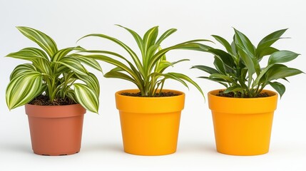 Three vibrant potted houseplants with variegated leaves sit in terracotta and yellow pots against a bright white background perfect for home decor and interior design.