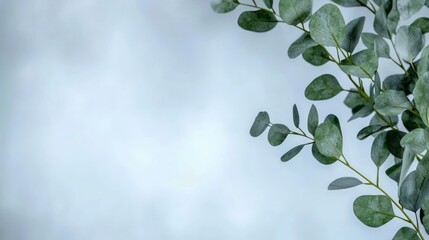 Eucalyptus Leaves on a Light Blue Background Botanical Photography