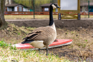 Canada Goose (Branta canadensis) – a species of large bird in the goose subfamily (Anserinae). wild birds on the shore of a lake in early spring.
