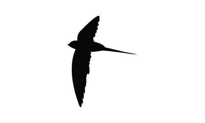 Flying African palm swift bird Silhouette Design  And Vector Illustration. 