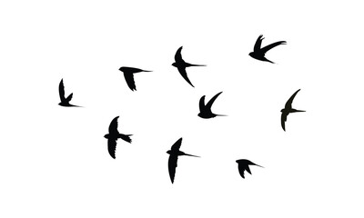 Flying African palm swift bird Silhouette Design  And Vector Illustration. 