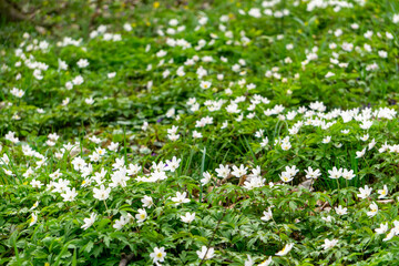 Anemone (Anemone L.) – a genus of plants from the buttercup family. carpets of natural spring...