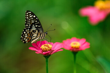 Closeup butterfly on flower (Common tiger butterfly)