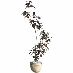 plant pot white background