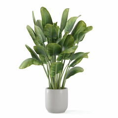 plant pot white background