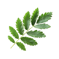 Fototapeta premium Fresh mimosa green leaves delicately arranged on a clean, bright transparent background for a natural aesthetic, single fresh mimosa green leaves isolated on transparent backgroud