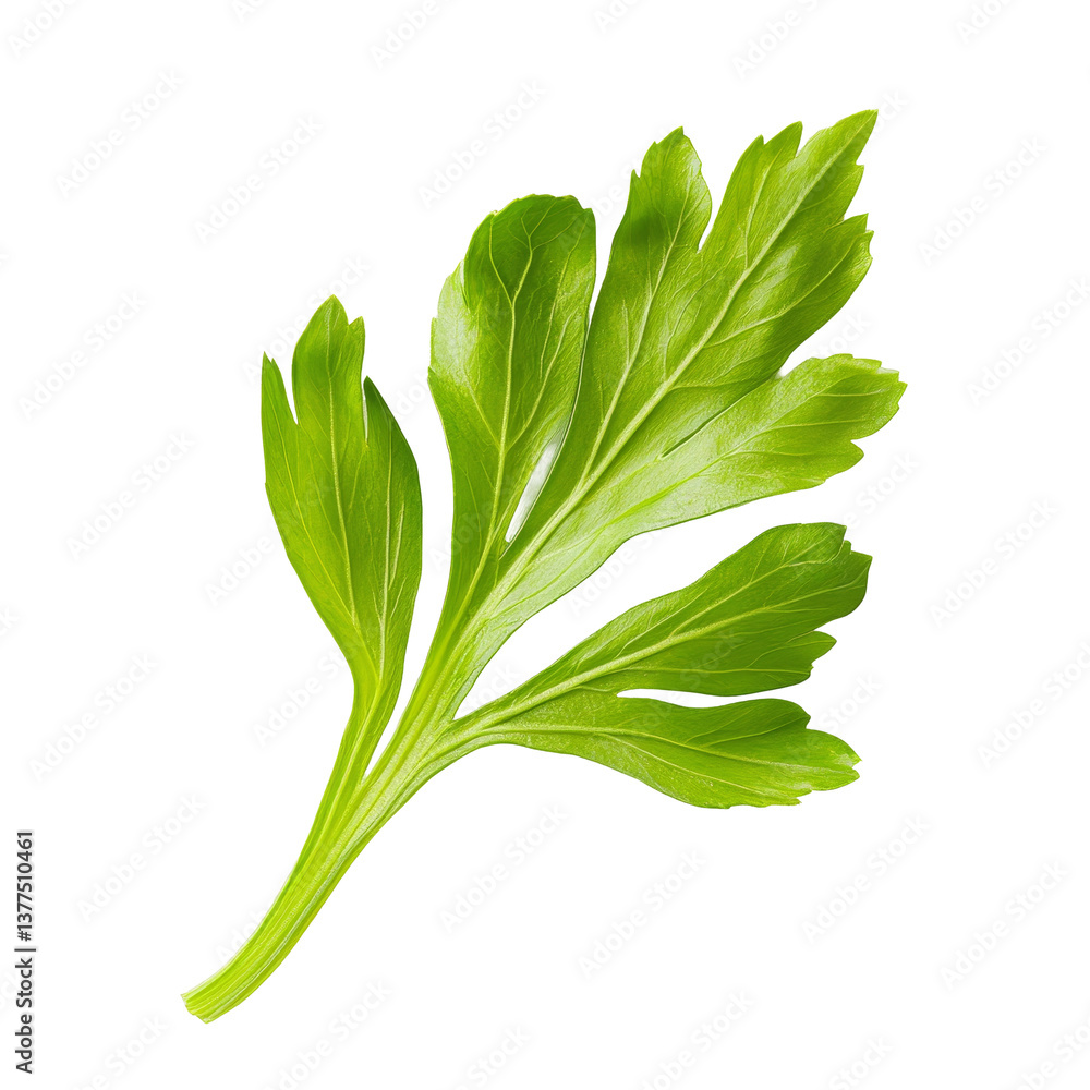 Poster fresh celery leaf displayed on a clean transparent background highlighting its vibrant green color a
