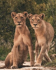 lion and lioness
