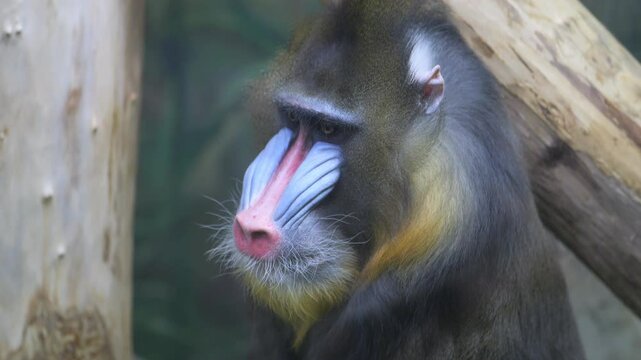 Monkey with a long tail and a blue and pink nose. The monkey is looking at the camera