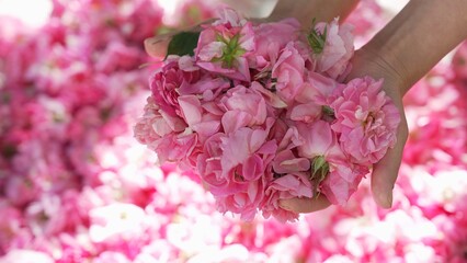 Rose Otto for essential oil. Rose cosmetics. Woman Hands Harvesting a handful of rose petals in blooming season on a sunny day