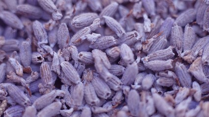 Dried lavender buds. Lavender Essential Oil Production