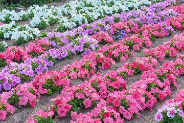 Rows of white, pink, violet Petunia flowers background. Urban flower decorative landscape design. Lush blooming colorful garden petunias in city streets of Dubai. City landscaping