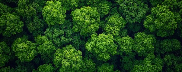 Fototapeta premium Lush green treetops create a vibrant canopy from an aerial view, showcasing the beauty and density of forest vegetation, Corporate Social Responsibility, CSR.