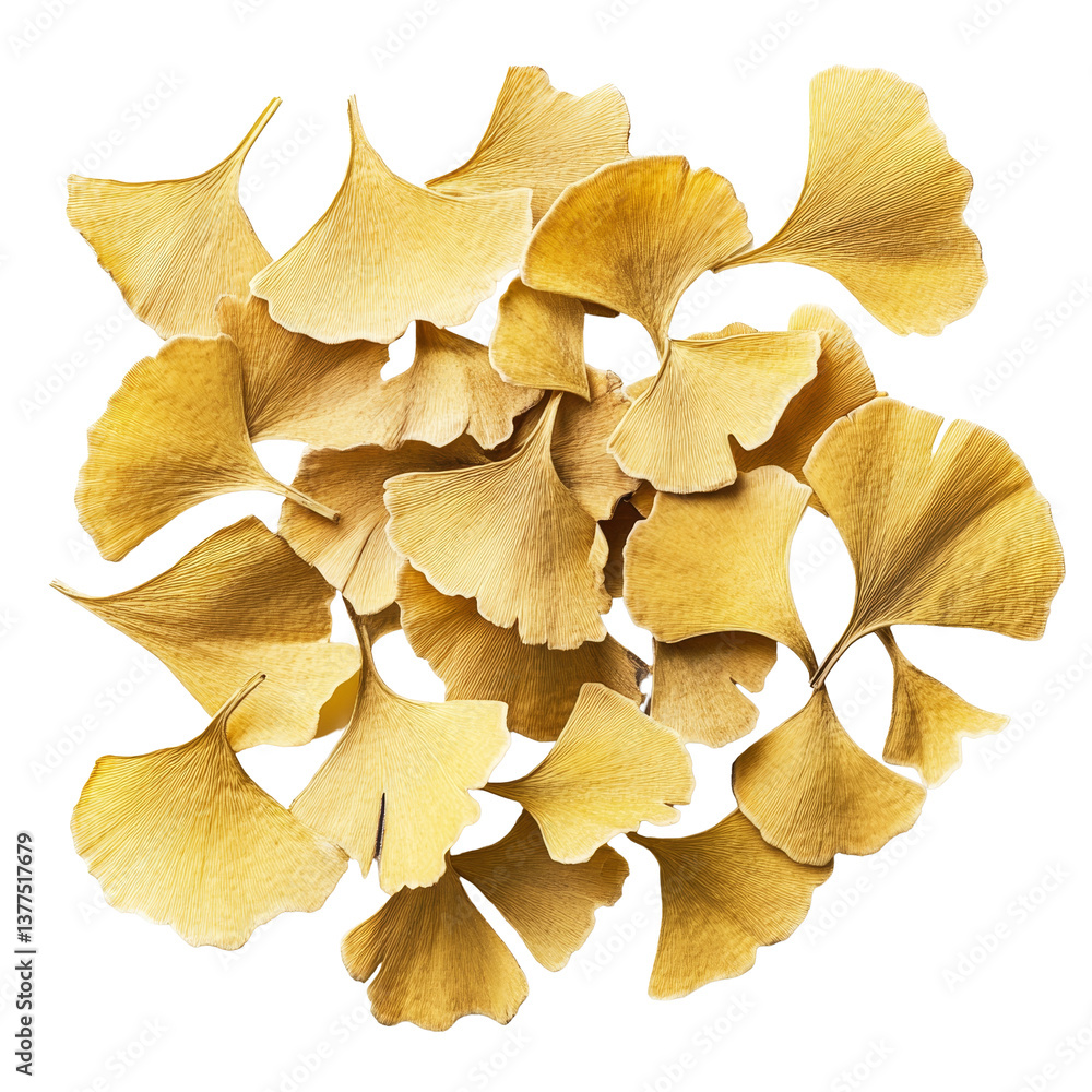 Aufkleber ginkgo seeds scattered on a transparent background highlighting their unique shapes and textures, gi