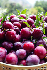 Fresh plums in basket with greenery background, Autumn fruit harvest in orchard