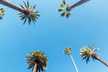 Tall, vibrant palm trees reaching towards a clear blue sunny sky