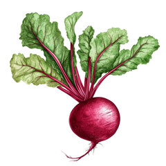 Fresh beetroot with vibrant green leaves isolated on a transparent background for culinary inspiration, Beetroot with leaves isolated on transparent background