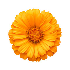 Vibrant orange flower blossom isolated transparent background studio shot of a single marigold